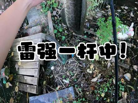 雷强打黑也太简单了!无剪辑一杆把雷蛙丢到黑鱼嘴巴里!#路亚 #黑鱼 #冬天雷强#钓鱼 #水滴轮