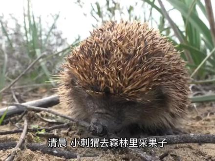 二上109页《称赞》#奇妙的动物 #二年级语文 #看图说话