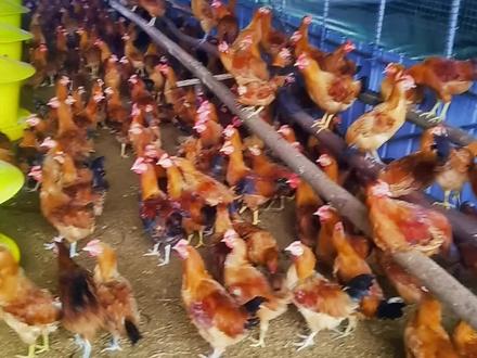 小仔鸡三个多月,才两斤二两左右。#绿色养殖