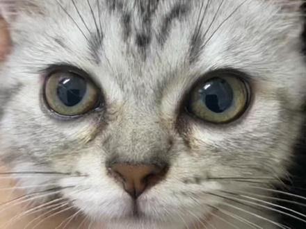 如何给猫咪去泪痕#铲屎官的进阶之路#猫咪去泪痕 #记录猫咪日常