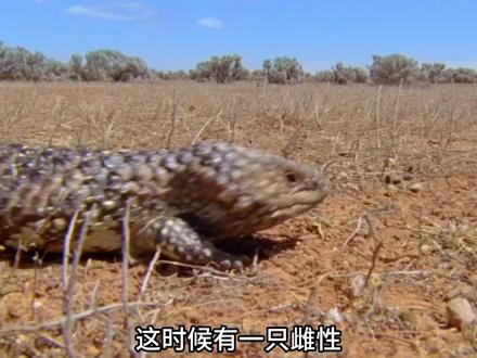 松果蜥!世界上最浪漫的动物! #松果蜥 #神奇大自然