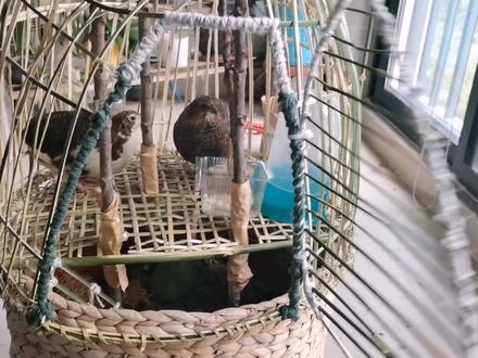 帮孩子的鹌鹑做个生态鸟笼,不占地方,上面住鸟下面肥花,绝对原创制作#原创剪辑 #亲子 #鹌鹑 #我要上热门 #手工diy