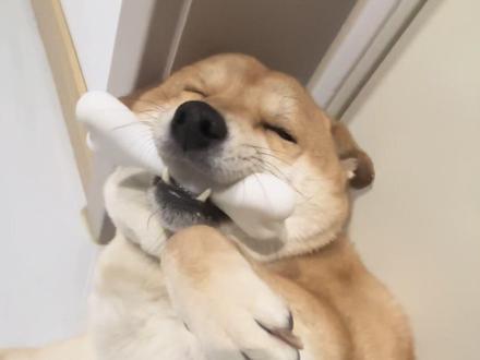 我的小国国呦,我的小狐狸呦#柴犬 #小柴 #猪
