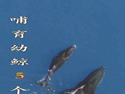 座头鲸耗尽所有的脂肪储备5个月不进食哺育幼鲸!#神奇动物在抖音 #海洋生物 #座头鲸