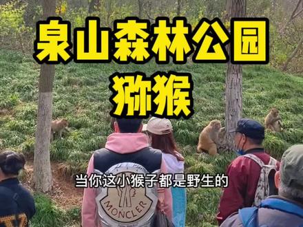 沉浸式体验和泉山森林公园里的猕猴近距离接触。#周末去哪玩 #快哉徐州 #旅行推荐官 #野生动物零距离