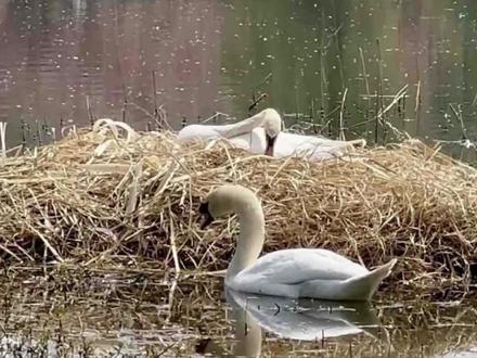郑州贾鲁河惊现天鹅蛋失窃案,5枚珍贵蛋丢失