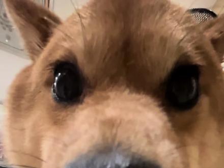 黄鼠狼沉浸式喝牛奶 #恶犬#猛兽#柴犬