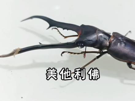 美他利佛羽化了#甲虫 #美他利佛 #锹甲 #昆虫标本