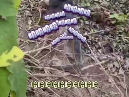 小紫帽摔跤了#荒野求生 #七星山骆驼杯挑战赛