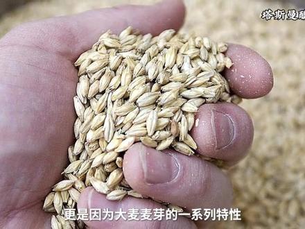 麦芽如何从田野走进酒厂,最终变成美味的啤酒的
#啤酒麦芽#啤酒酿造#精酿啤酒