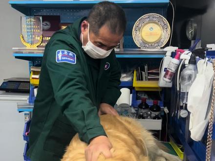 兽医不是神仙,见过太多家长急着要“快速结果”,却忘了,康复是场持久战,耐心比偏方更管用,把“不可能”一点点掰成“有可能”。
#润龙动物驯养 #龙品冠宠物食品用品
#兽医 #金毛 #大连宠物服务