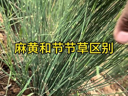 麻黄和节节草有什么区别#青龙