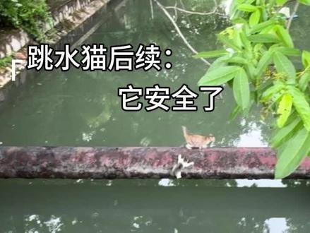 统一回复:那只南京小猫最后是安全的,真正救它的是那位环卫大爷。#善待流浪动物