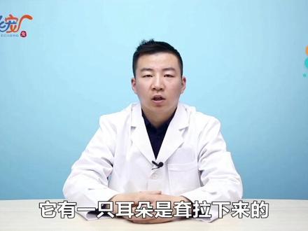 兔子耳朵耷拉下来是怎么回事#宠物医生 #兔子