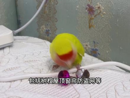 史上最强寻鸟攻略!亲测鹦鹉寻回率100%!#牡丹鹦鹉 #手养鸟日常 #寻鸟启事 #鹦鹉走失 #寻鸟