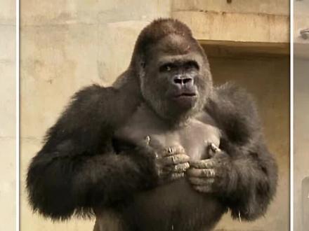 搞笑的大猩猩沙巴尼,凭一己之力盘活濒临倒闭的动物园 #真实户外 #万物皆有灵性 #青年创作者扶持计划