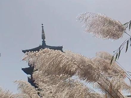 文臣死谏!武将死战!国之希望#位卑未敢忘忧国 #