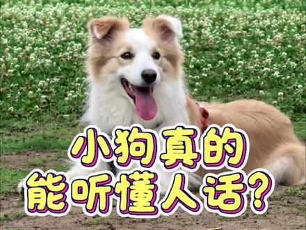 团子并不是一只特别聪明的小狗,在团子幼时,宠物训练师甚至说团子比较难训,因为团子玩具欲望低,食欲也不高。左右手问答,我们从3月1号开始学的,到四月才可以稳定的交流,学了一个月(看到网上有小狗一上手就知道是做选择)。团子学会按钮学了一周(我训练团子的姐妹富贵按按钮,只用了一顿饭),团子没有耐心,家长只能每天陪着小狗磨,团子评论训练一分钟就要找三次小姨,按一次“嗯?”按钮,喝一口水(就是一整个没耐心小狗)。
但是小狗能听懂人话这一点毋庸置疑,能听懂多复杂的,我们也在慢慢验证,小狗也在不断让我觉得惊喜,词汇量惊人,有时候偷偷想,团子的智商不会都点在语言天赋上了吧。#边牧 #狗狗 #海龟汤