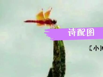 杨万里的《小池》诗配画,简简单单,轻松画画! #想画就画 #手绘 #原创 #一起学画画 #绘画