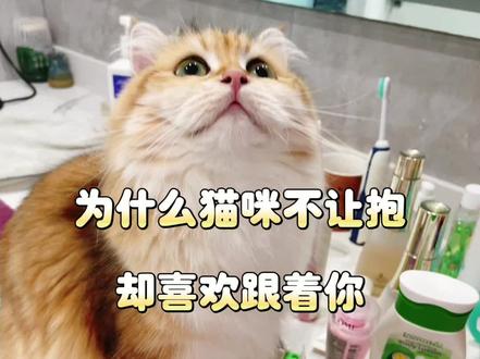 你家有同款不让抱,却喜欢寸步不离的跟着你的渣猫么?#记录喵喵日常 #这个世界不能没有小猫