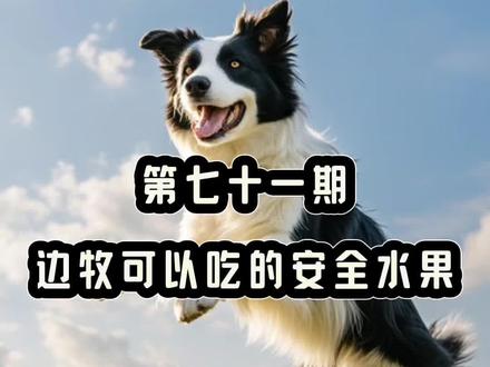 第七十一期|边牧可以吃的安全水果#边牧 #萌宠出道计划 #真实生活分享官 #边牧训练#边牧知识