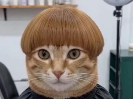 这个锅盖头笑死我了,果然没人能笑着从理发店走出来 #猫咪 帅哥 #最美萌宠锅盖头出现了 ai萌宠搞怪发型剪锅盖头特效教程来了 ai小猫剪锅盖头 锅盖头特效拍同款 锅盖头发型特效 #锅盖头特效 ai剪锅盖头 #剪映 #锅盖头ai ai萌宠锅盖头 小猫锅盖头特效教程 萌宠发型特效教程 ai锅盖头 蘑菇头特效 锅盖头特效ai 锅盖头ai生成 锅盖头特效教程 锅盖头特效素材 锅盖头猫咪特效 小猫发型特效ai指令 猫猫发型特效ai生成 宠物发型特效入口 萌宠发型特效拍同款 狗狗发型ai指令 小猫锅盖头特效教程 狗狗发型特效ai制作教程 狗狗发型特效生成 小猫发型特效制作教程 小猫锅盖头发型特效模板推荐 萌宠搞怪ai 萌宠搞怪造型 萌宠搞怪特效 萌宠搞怪视频 萌宠搞怪发型展示 萌宠搞笑装扮 萌宠搞怪搞笑系列的作品 萌宠搞怪图片 搞笑萌宠爆款