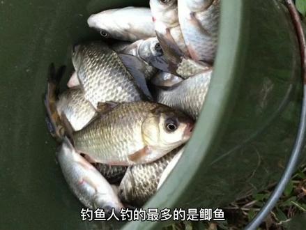 钓上来的鲫鱼有这些疾病体征,别放生,也别带回家,就地掩埋最好