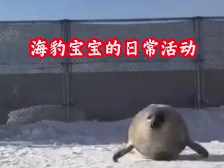 海豹日常神操作,为什么要拍打肚皮呢?#上西瓜看知识 @西瓜视频