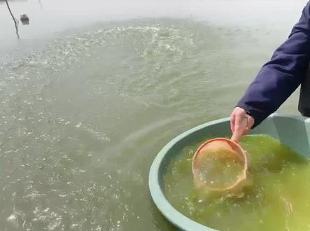 水产养殖两大宝,红糖多维少不了!#四大家鱼养殖#鱼虾蟹养殖技术 #水产养殖技术 #螃蟹养殖