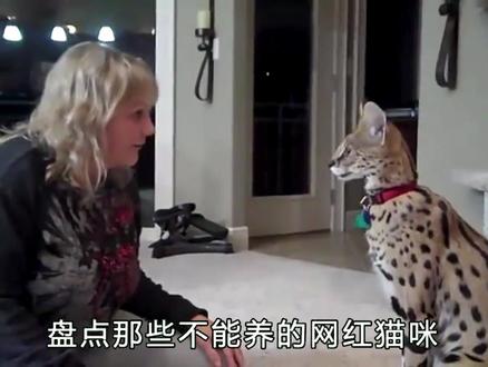 盘点那些不能养的网红猫咪 #动物 #狞猫和薮猫 #猞猁 #猫