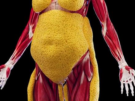 原来体内的脂肪是这样消失的#科普知识 #脂肪细胞 #减脂