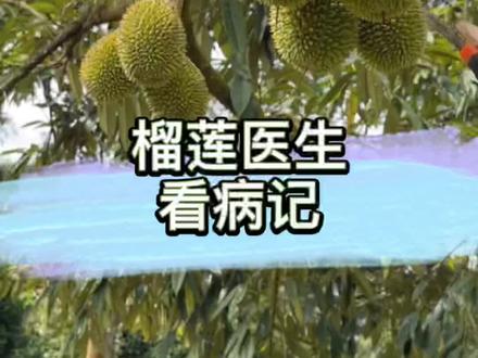 榴莲到底有多好吃?今年减产50% #榴莲 #猫山王榴莲 #马来西亚 #海外生活 #榴莲控 #吃货日常 #水果