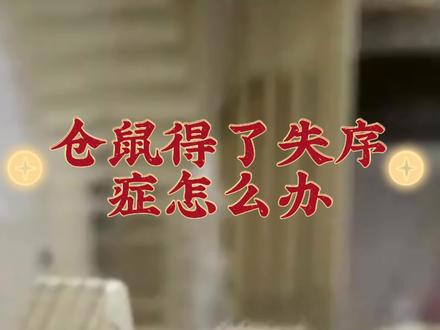 仓鼠得了失序症怎么办?#养鼠日常分享 #金丝熊 #仓鼠🐹 #鼠鼠我呀