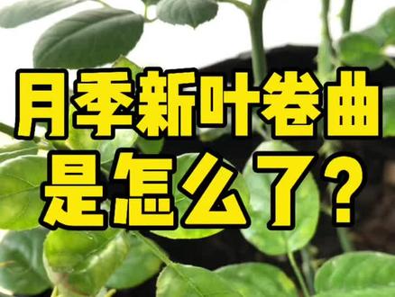 月季新叶卷曲,是怎么了?
