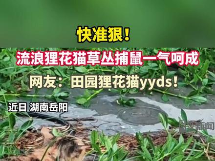 近日,湖南岳阳。一只狸花猫隐匿在草丛里,身姿矫健,紧紧盯着猎物。刹那间,它找准时机,纵身一跃,以极快的速度成功捕获一只老鼠,动作一气呵成。#田园狸花猫 #流浪猫 #捕鼠高手