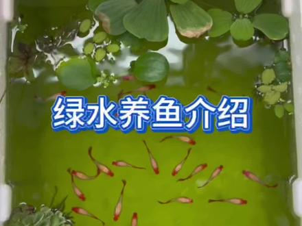 养鱼先养水之绿水里的小球藻 #创作灵感 #孔雀鱼 #新手养鱼 #古法养鱼 #养鱼日记