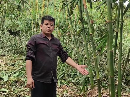 麻竹种植不能靠天吃饭,必须充分发挥人的主观能动性!#乡村振兴dou行动 #支持三农扶持三农发展 #麻竹笋 #螺家庄麻竹苗 #螺家庄麻竹林