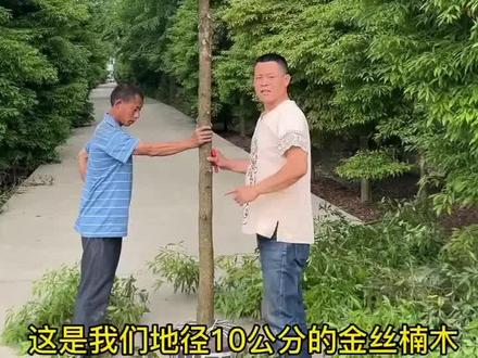 金丝楠木树苗小叶桢楠苗南北方种植#抖音助农