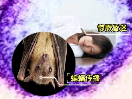 印度爆发的病毒是什么,高达70%的致死率是真的吗?尼帕病毒 #尼帕病毒#健康乘风计划#青年创作者成长计划#抖出健康知识宝藏#科普