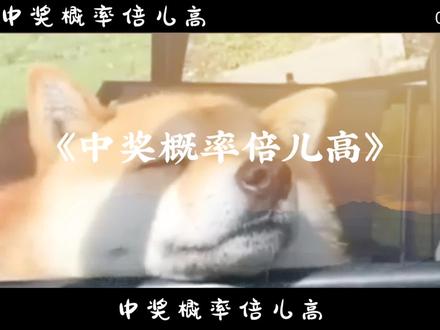 中奖概率倍儿高
#看见音乐计划 #音乐分享 #中奖概率倍儿高 #宠物 #现实表情包