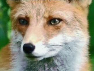 动物总能比人类先知道灾难,是因为动物比人类更聪明?