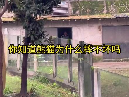 大熊猫为什么摔不坏!人家是凭借自己实力摔成国宝的!#来这吸熊猫 #国宝熊猫 #大熊猫 #神奇动物在抖音 #动物趣事搞笑