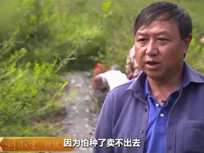 贵州小伙种没人要的刺梨,年赚7000万,他是怎么做到的 #农特产品 #补充维生素 #刺梨#新鲜应季水果