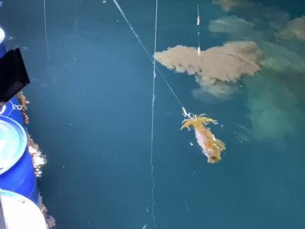 够大吗?🤣🤣3斤有余!海上鱿鱼🦑➕关注我!为您指路!