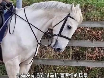 在平地训练中,“跟手”并不是一个独立的动作,而是一种对接触的管理能力。与其说“跟手”是一项技巧,不如说它是一种尊重马匹生理结构与学习方式的骑乘原则。 #马术 #马术训练