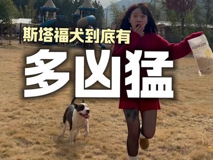 斯塔福犬到底有多凶残,90%的人都被骗了!#生活服务热点中心 #狗是人类最忠诚的朋友 #护卫犬#猛犬#斯塔福犬
