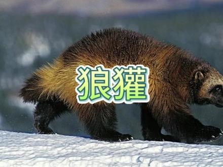 #动物科普 #狼獾 鼬科老大实力如何?能否捕食北极熊?