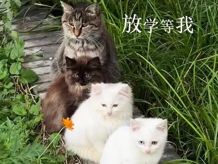 #放学等我 复合又是什么意思?!