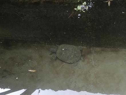 深水冬眠中的巴西龟脑袋伸得这么长,不会要凉了吧?