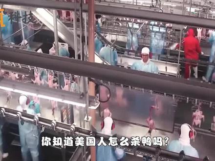 美国人是怎么杀鸭的?全自动机械化,难怪鸭肉这么便宜